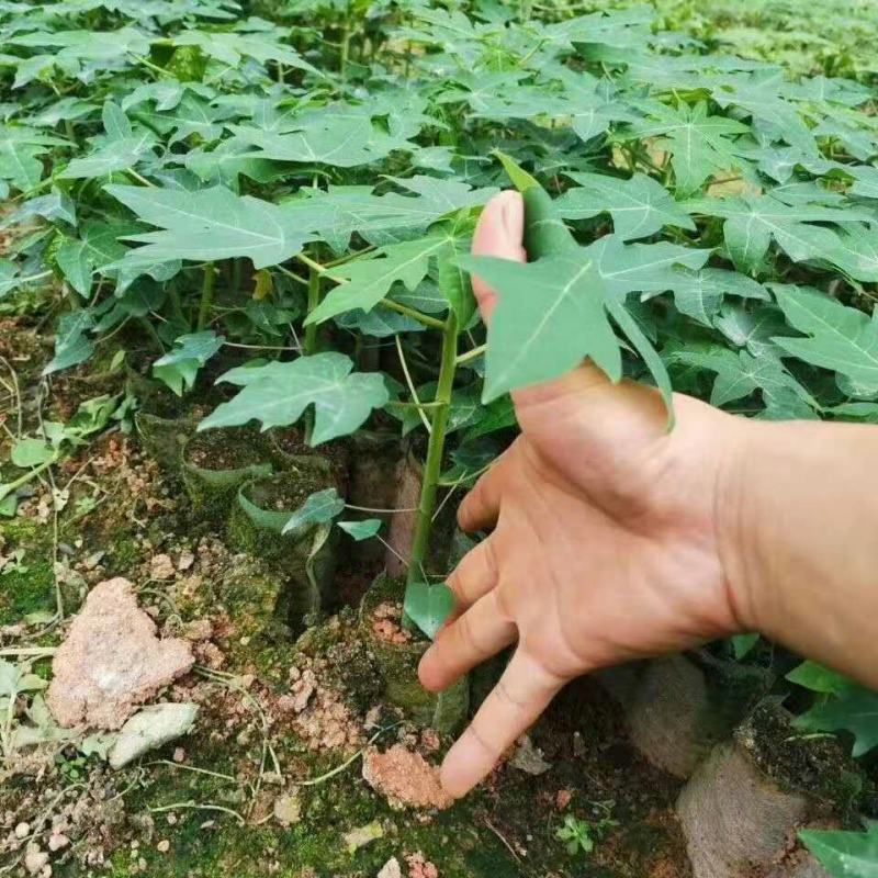 新品种泰国黄金牛奶木瓜苗矮化木瓜苗果树苗盆栽地栽南方北方