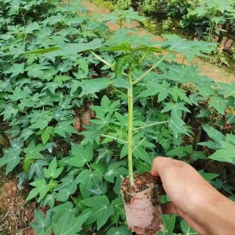 新品种泰国黄金牛奶木瓜苗矮化木瓜苗果树苗盆栽地栽南方北方