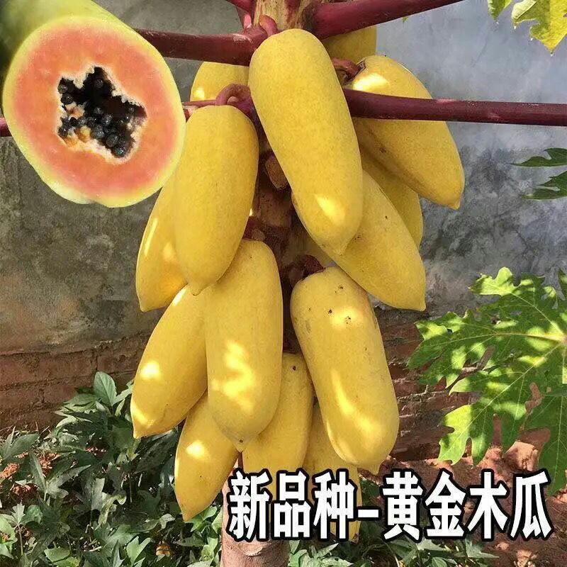 新品种泰国黄金牛奶木瓜苗矮化木瓜苗果树苗盆栽地栽南方北方