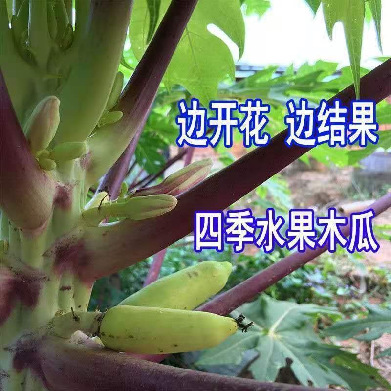 新品种泰国黄金牛奶木瓜苗矮化木瓜苗果树苗盆栽地栽南方北方