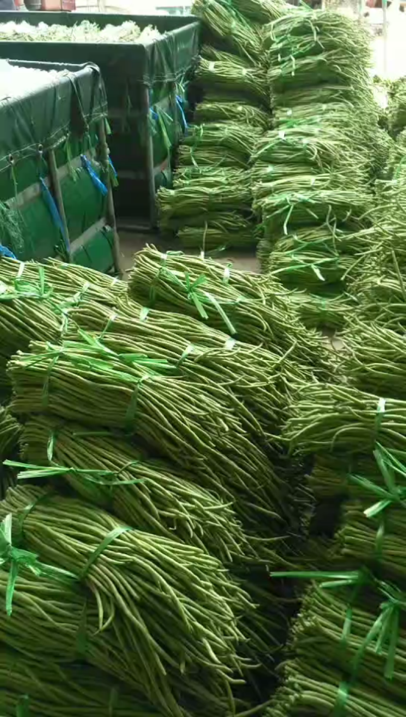 长豆角大量上市欢迎全国老板来采购