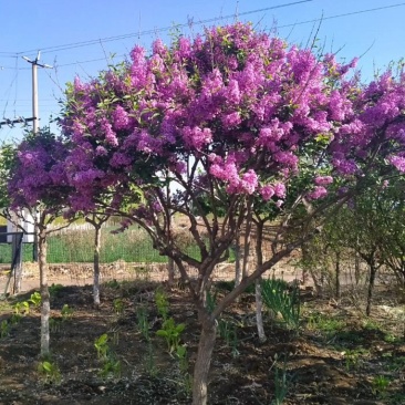 丁香花树四季开花名贵耐寒花树南北方绿化树四季丁香花树