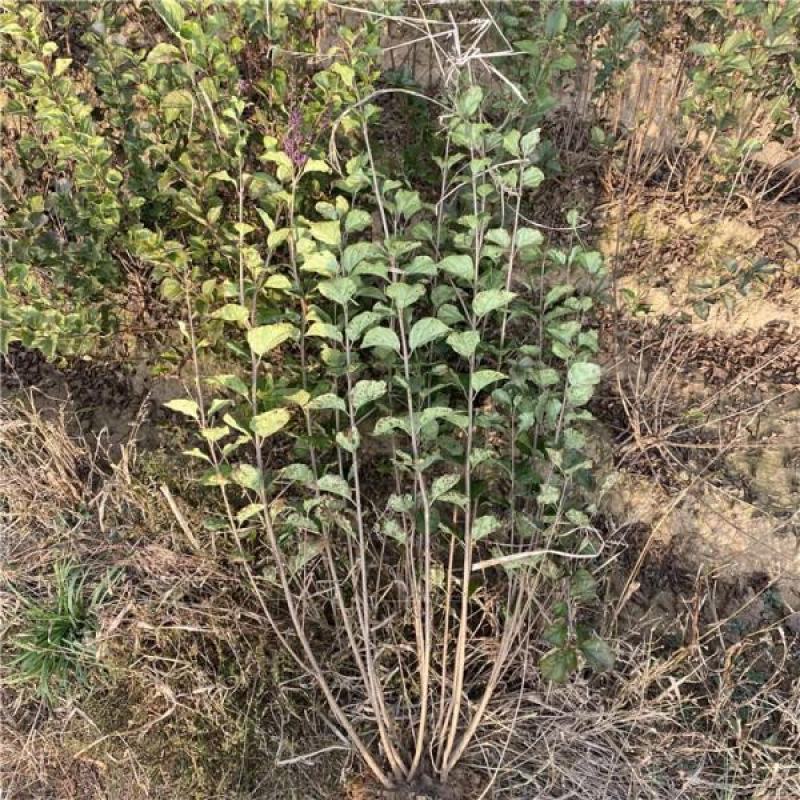 丁香花树四季开花名贵耐寒花树南北方绿化树四季丁香花树