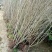 丁香花树四季开花名贵耐寒花树南北方绿化树四季丁香花树