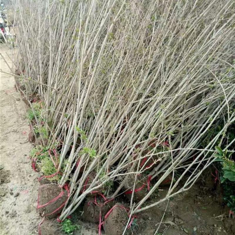 丁香花树四季开花名贵耐寒花树南北方绿化树四季丁香花树