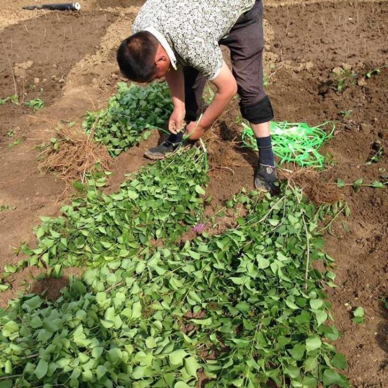 丁香花树四季开花名贵耐寒花树南北方绿化树四季丁香花树