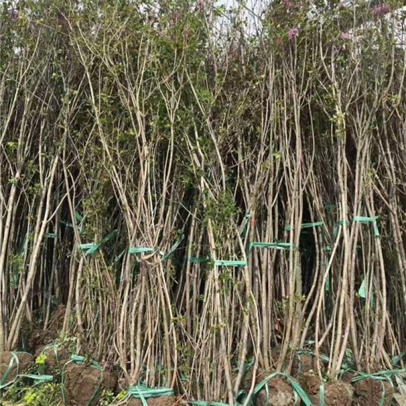 丁香花树四季开花名贵耐寒花树南北方绿化树四季丁香花树