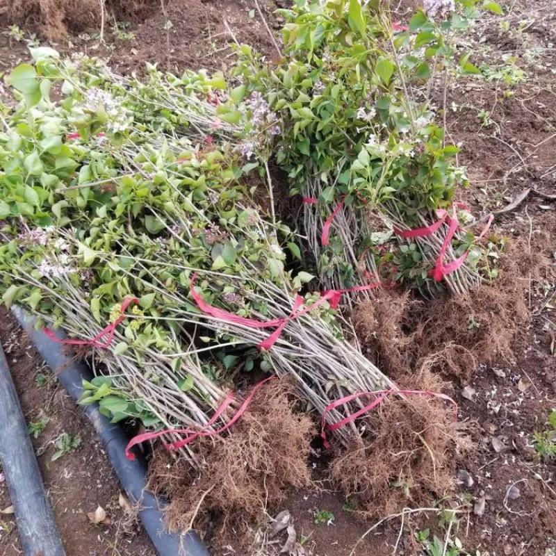 丁香花树四季开花名贵耐寒花树南北方绿化树四季丁香花树