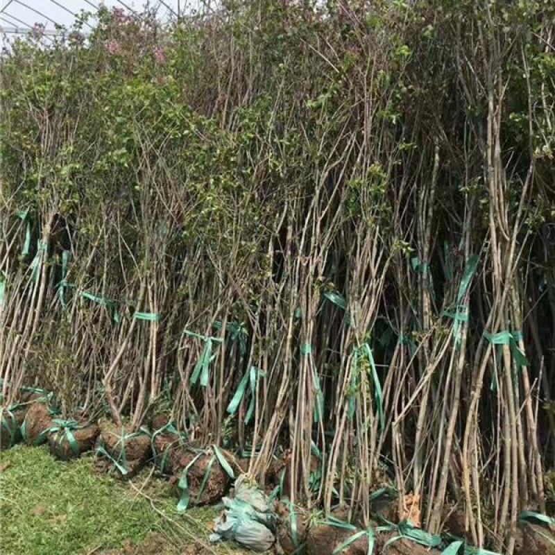 丁香花树四季开花名贵耐寒花树南北方绿化树四季丁香花树