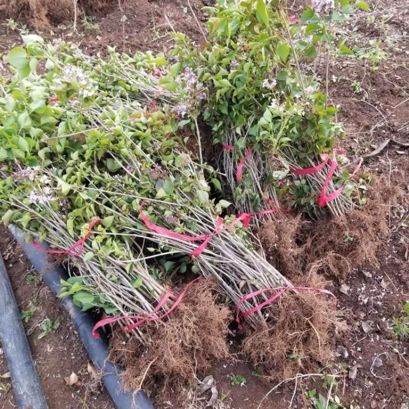 丁香花树苗四季开花名贵耐寒花树南北方绿化树苗四季丁香花苗