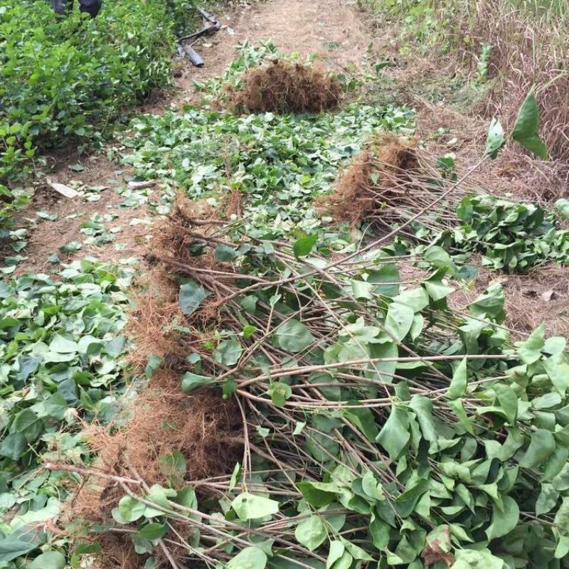 丁香花树苗四季开花名贵耐寒花树南北方绿化树苗四季丁香花苗