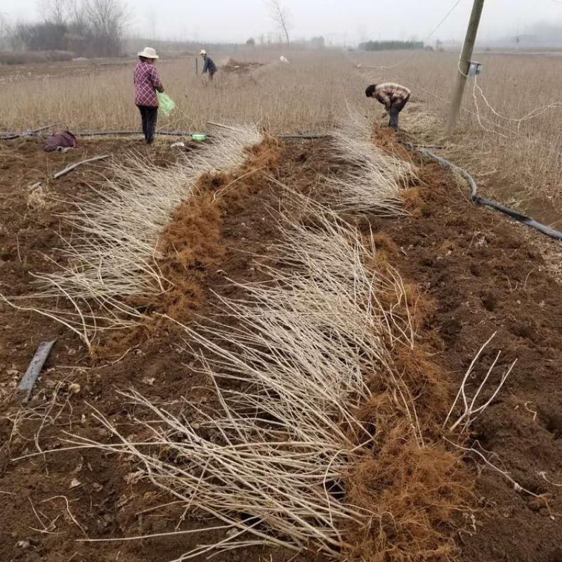 丁香花树苗四季开花名贵耐寒花树南北方绿化树苗四季丁香花苗