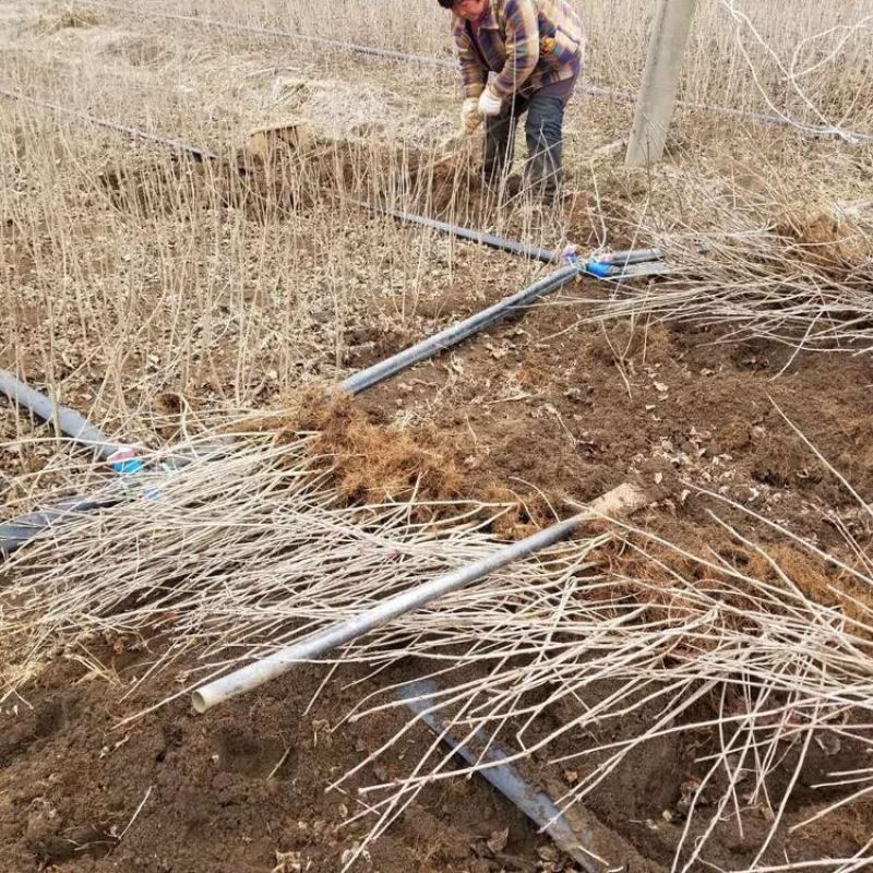 丁香花树苗四季开花名贵耐寒花树南北方绿化树苗四季丁香花苗