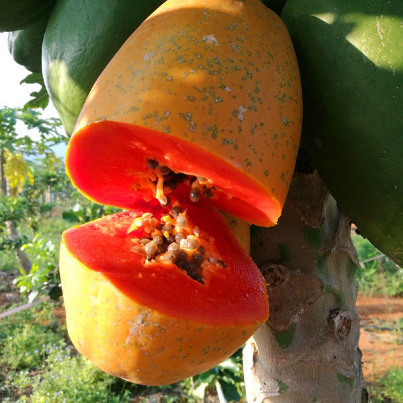 抗寒木瓜树苗嫁接当年结果地栽盆栽牛奶木瓜苗南方北方种植