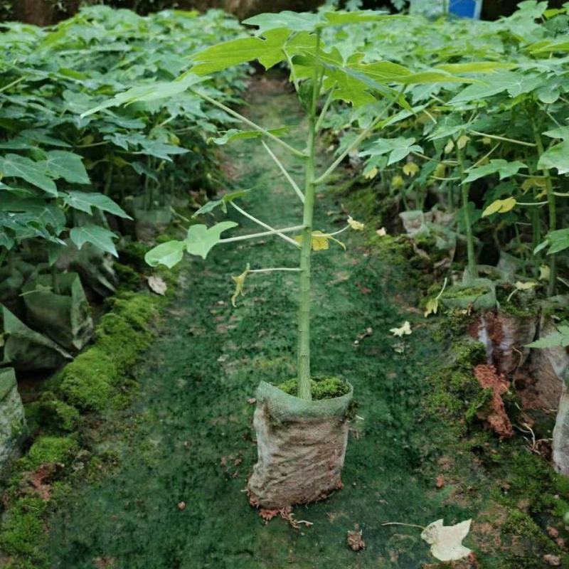 抗寒木瓜树苗嫁接当年结果地栽盆栽牛奶木瓜苗南方北方种植