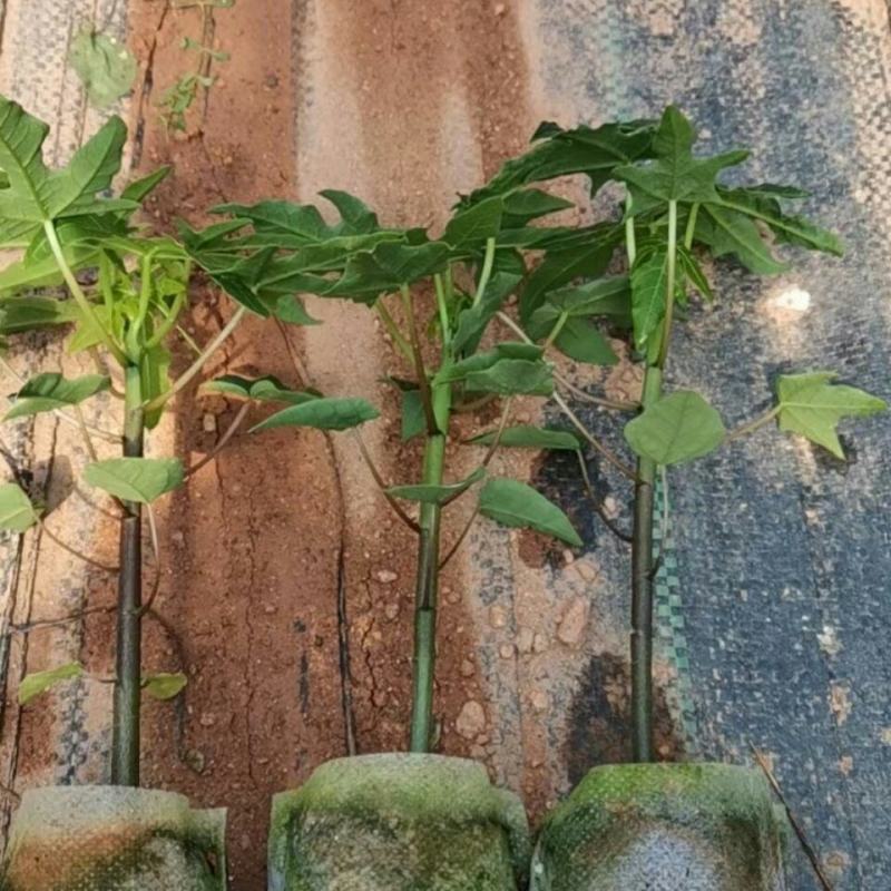 抗寒木瓜树苗嫁接当年结果地栽盆栽牛奶木瓜苗南方北方种植
