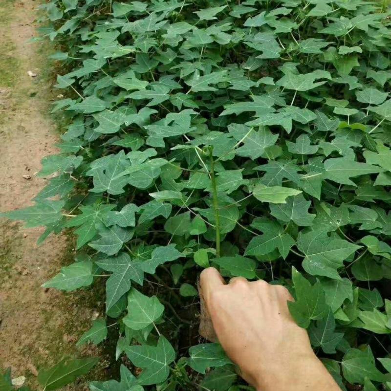 抗寒木瓜树苗嫁接当年结果地栽盆栽牛奶木瓜苗南方北方种植