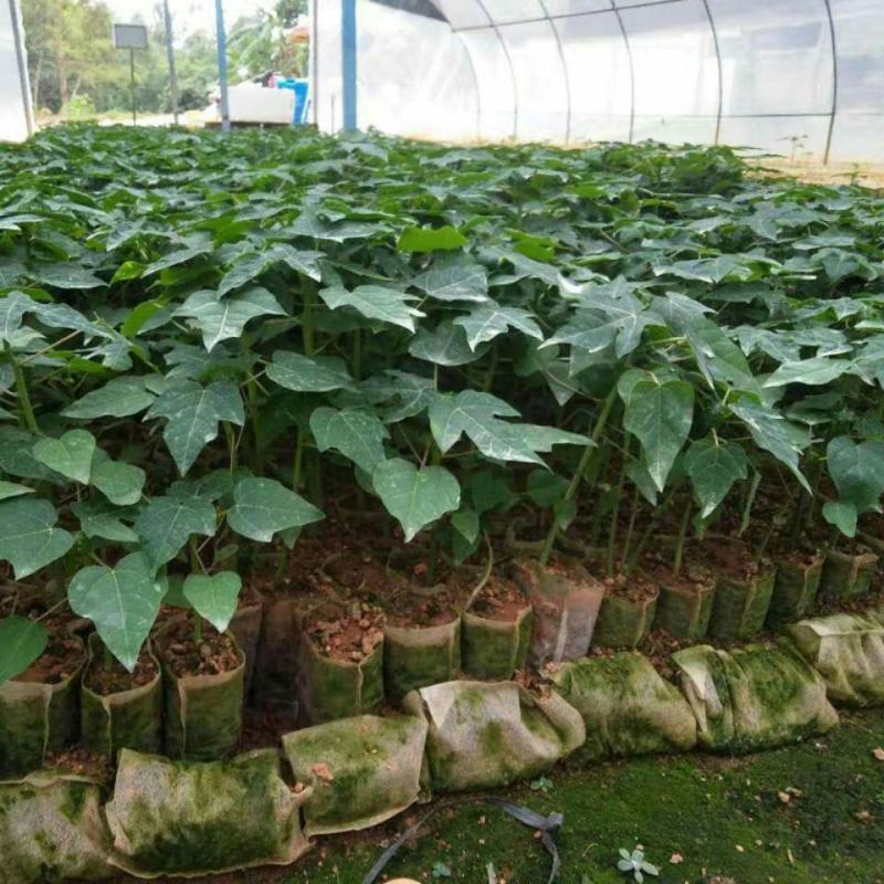 抗寒木瓜树苗嫁接当年结果地栽盆栽牛奶木瓜苗南方北方种植
