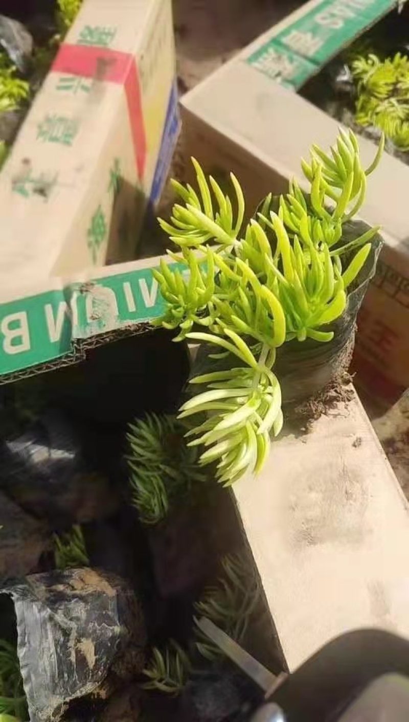 金叶佛甲草，需要的老板询价价格低质量好