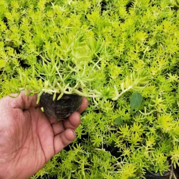 金叶佛甲草，需要的老板询价价格低质量好