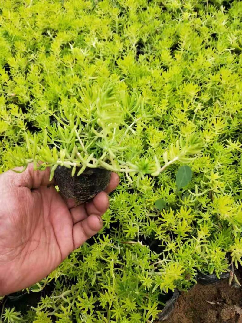 金叶佛甲草，需要的老板询价价格低质量好