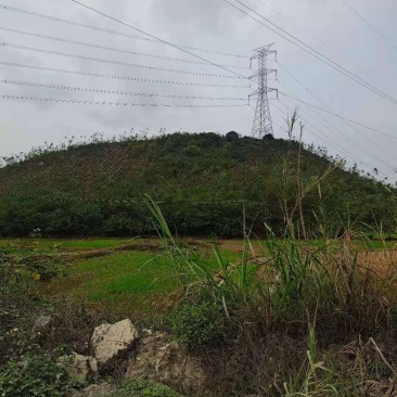 三面环水山岗地通电方便