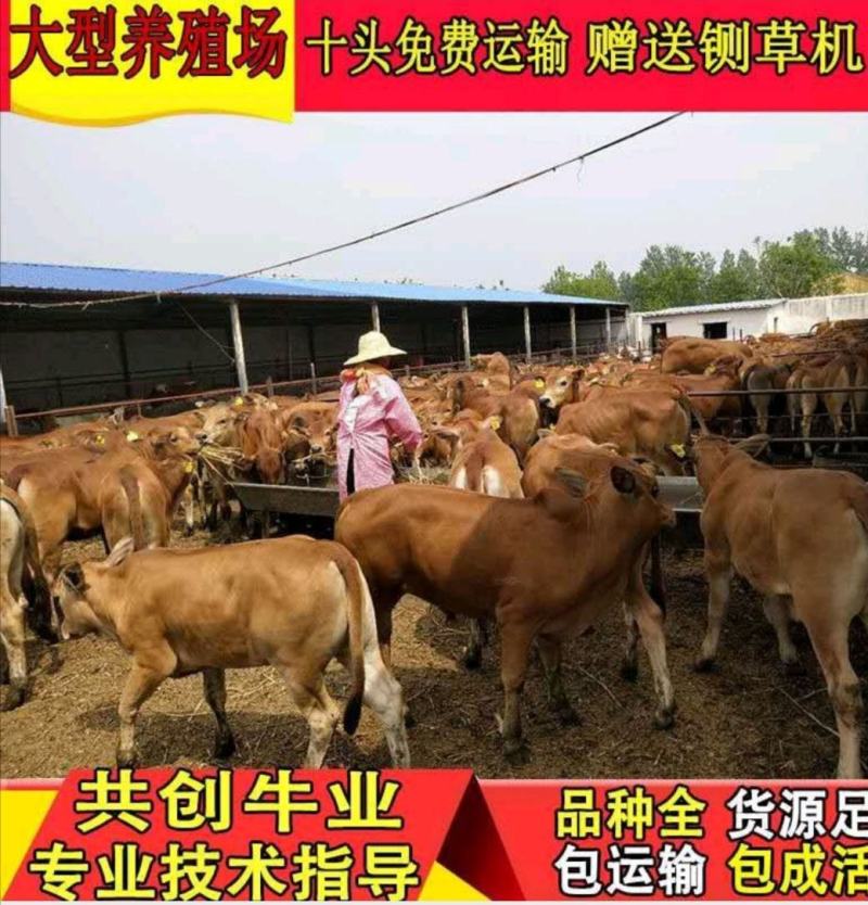 鲁西黄牛犊补贴1000/头免费送货货到付款
