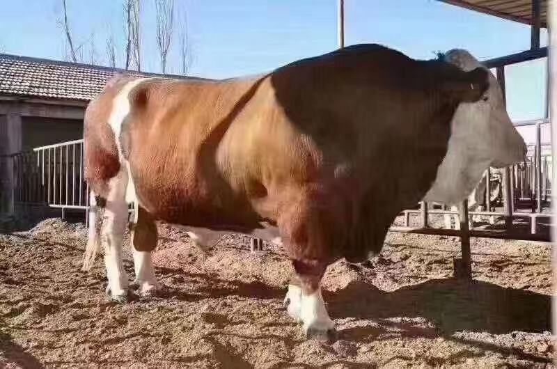 利木赞牛犊肉牛犊十头送一头包技术包回收