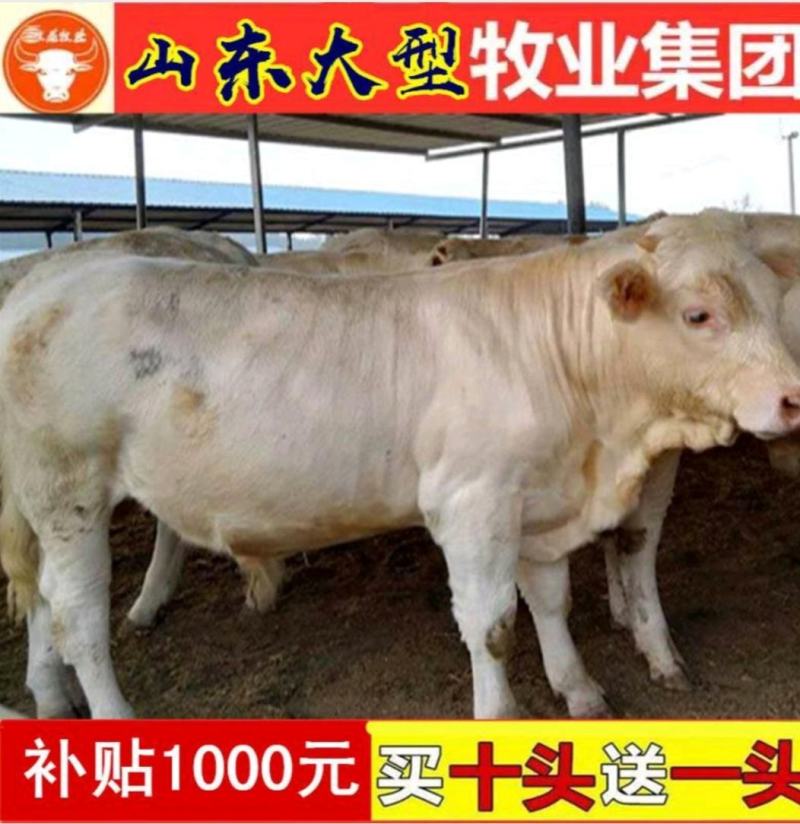 夏洛莱牛犊技术员驻场指导养牛包技术包回收