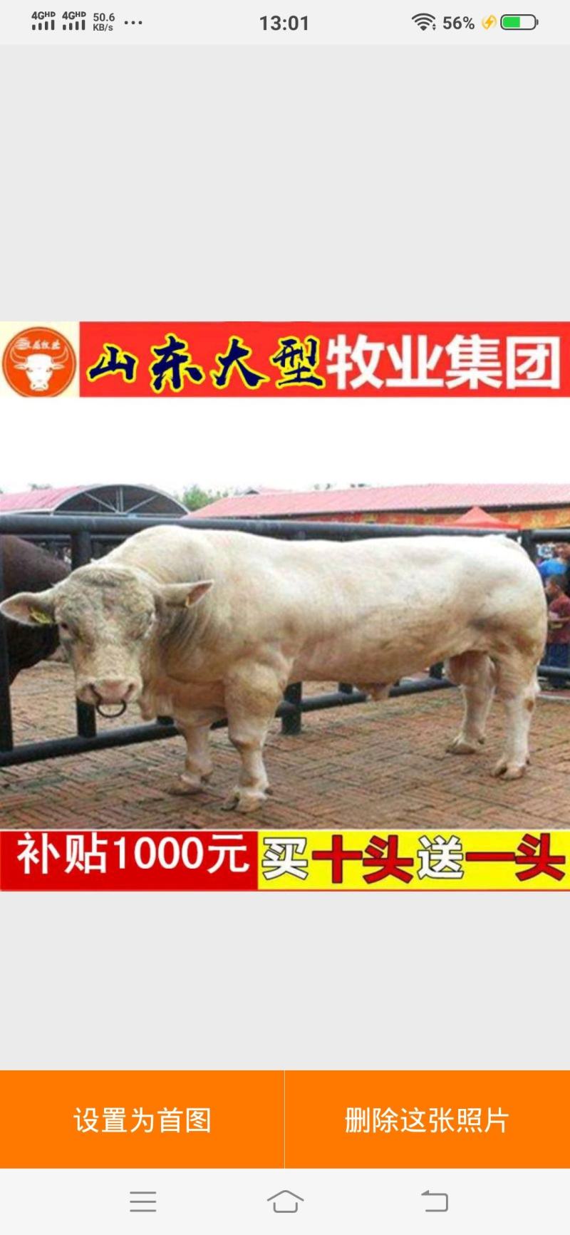 夏洛莱牛犊技术员驻场指导养牛包技术包回收