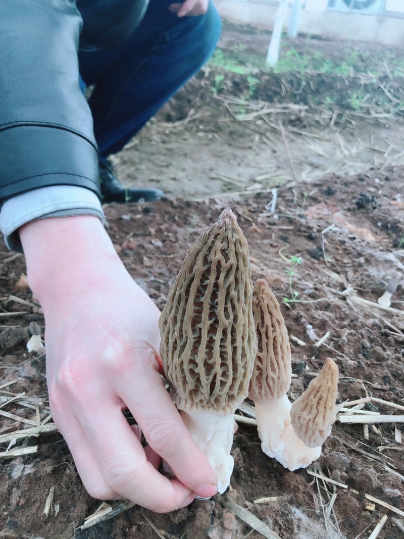 新鲜羊肚菌原价159/500g优惠价79/500g