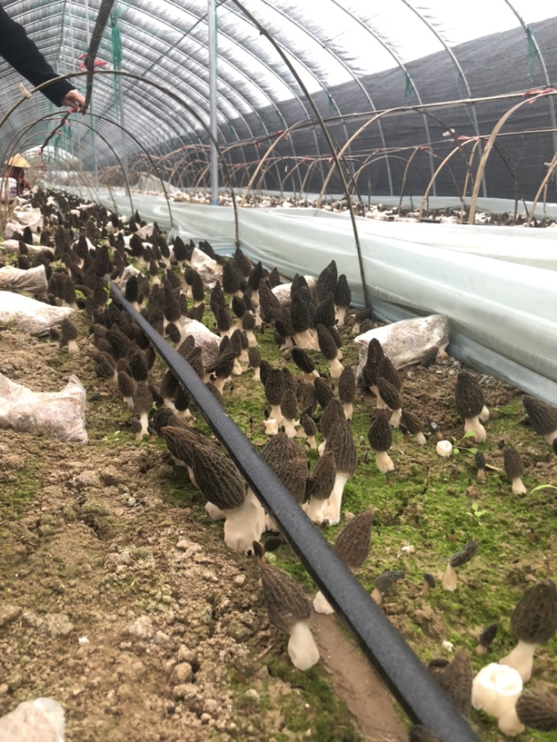 新鲜羊肚菌原价159/500g优惠价79/500g