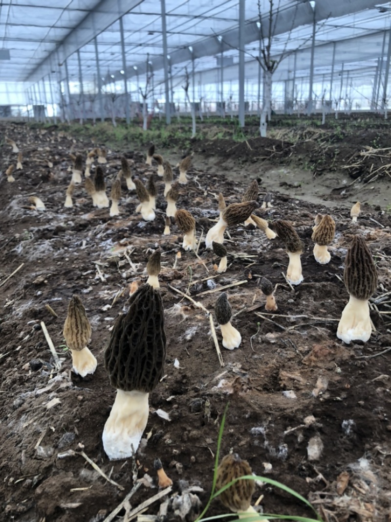新鲜羊肚菌原价159/500g优惠价79/500g