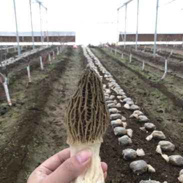 新鲜羊肚菌原价159/500g优惠价79/500g