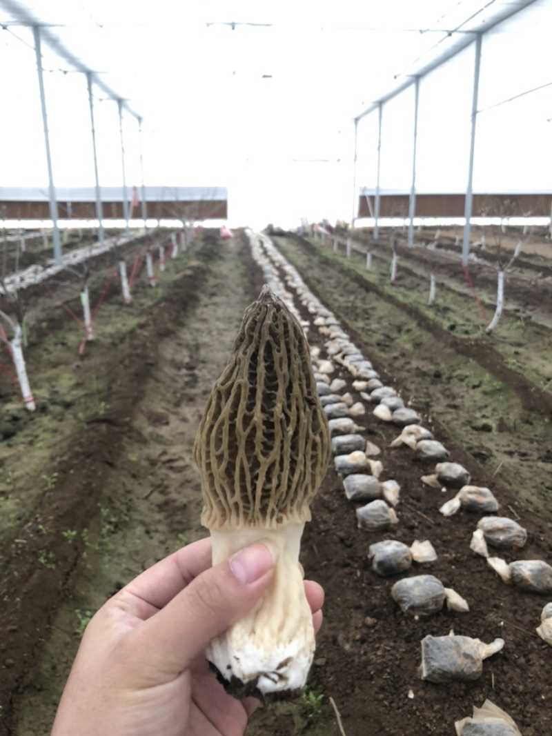 新鲜羊肚菌原价159/500g优惠价79/500g
