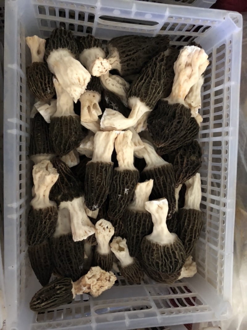新鲜羊肚菌原价159/500g优惠价79/500g