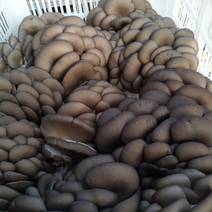 平菇种植基地全国批发，价格，品质保证，服务热情