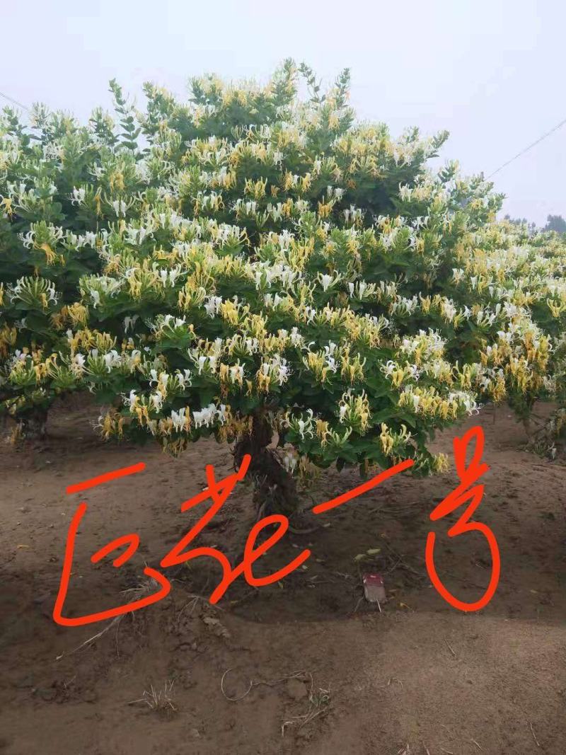 金银花盆景树现在移栽最好成活的时候了，抓紧时间下单了