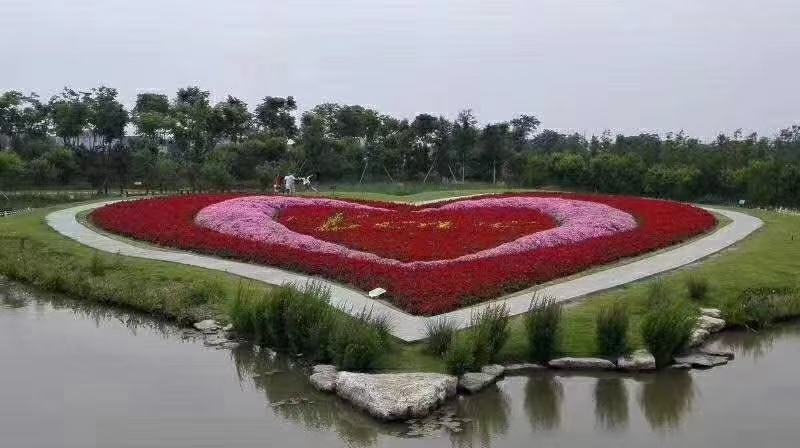 山东青州丛生福禄考五种颜色芝樱基地丛生福禄考基地