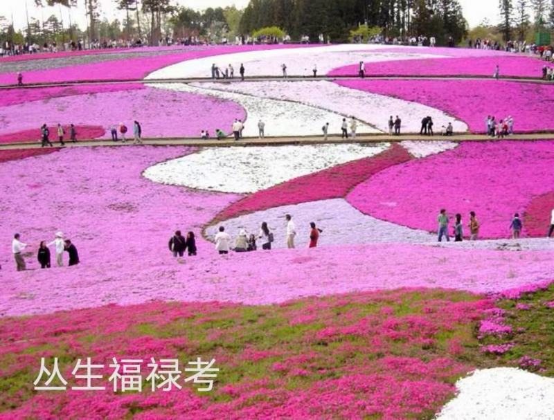 山东青州丛生福禄考五种颜色芝樱基地丛生福禄考基地