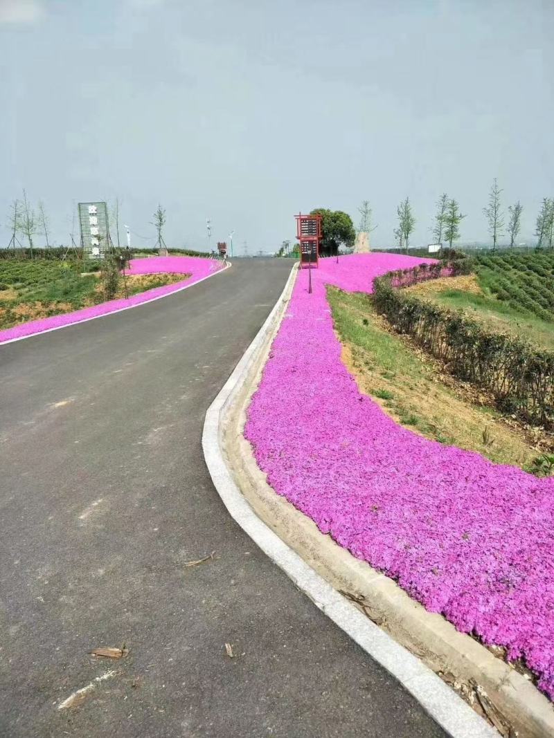 山东青州丛生福禄考五种颜色芝樱基地丛生福禄考基地