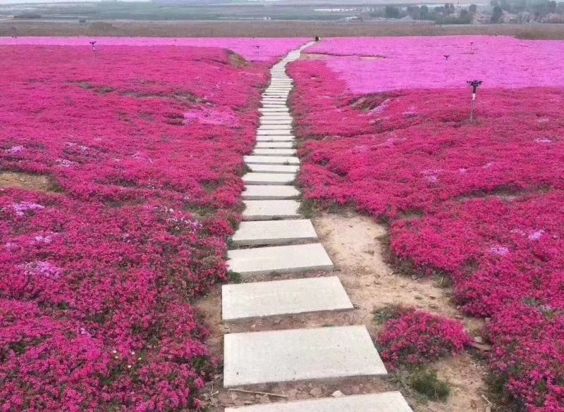 山东青州丛生福禄考五种颜色芝樱基地丛生福禄考基地