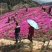 山东青州丛生福禄考五种颜色芝樱基地丛生福禄考基地