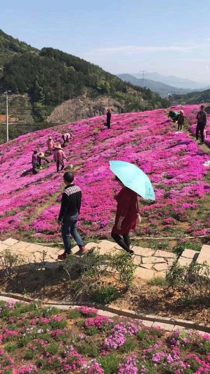 山东青州丛生福禄考五种颜色芝樱基地丛生福禄考基地