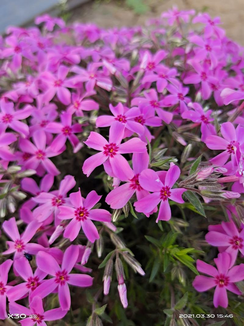 山东青州丛生福禄考五种颜色芝樱基地丛生福禄考基地