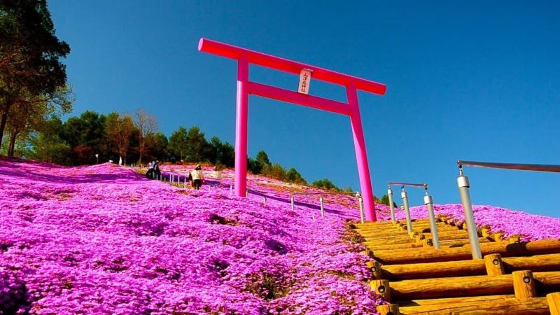 山东青州丛生福禄考五种颜色芝樱基地丛生福禄考基地