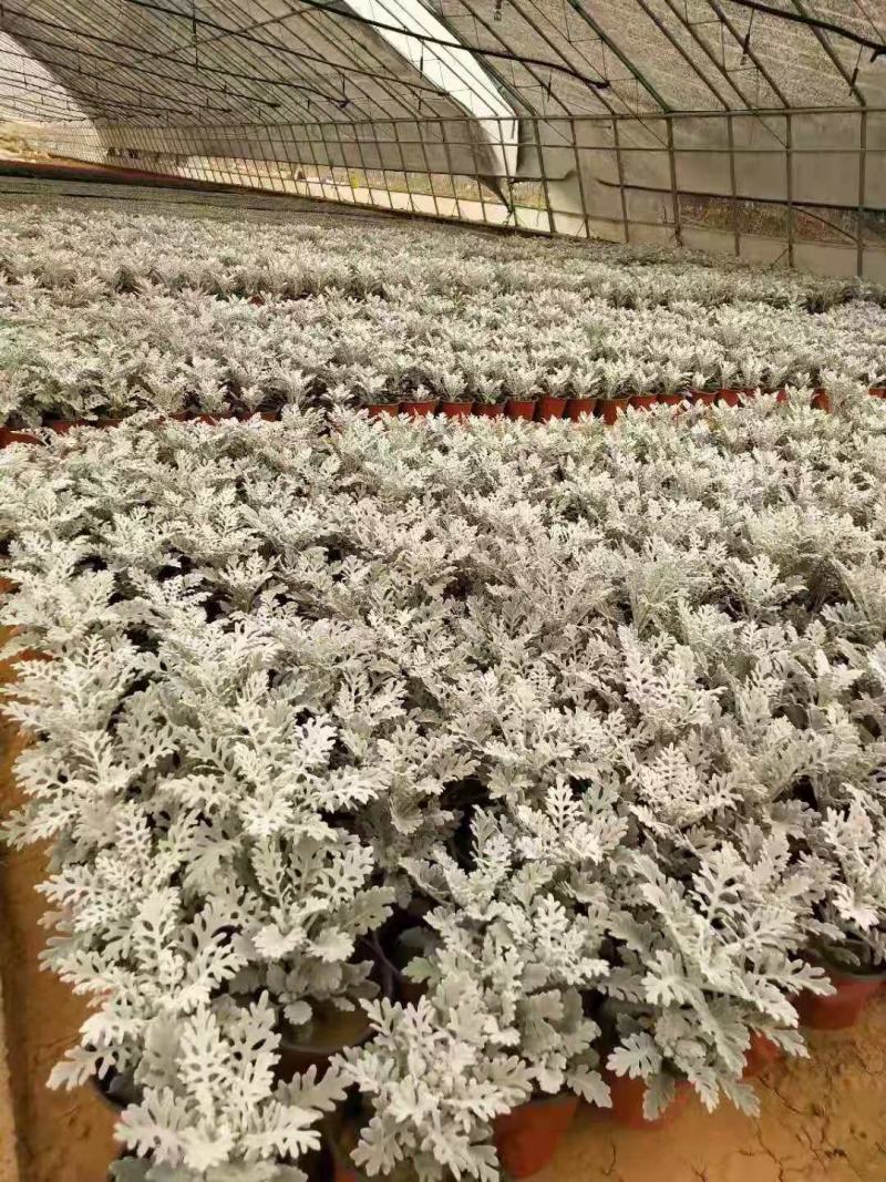 山东省青州市基地供应双色盆银叶菊小盆银叶菊生产基地