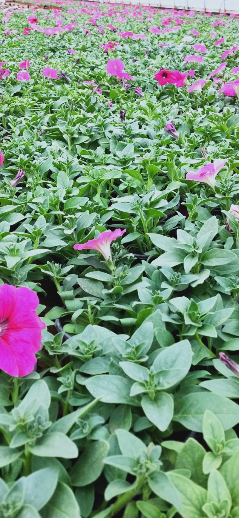 山东省青州市基地供应双色盆银叶菊小盆银叶菊生产基地