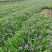 山东省青州市基地供应双色盆银叶菊小盆银叶菊生产基地