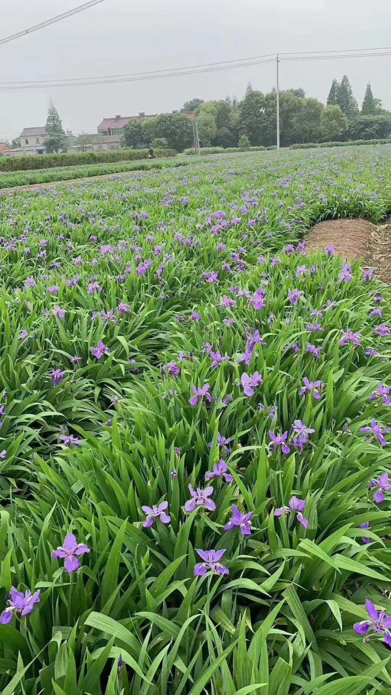 山东省青州市基地供应双色盆银叶菊小盆银叶菊生产基地